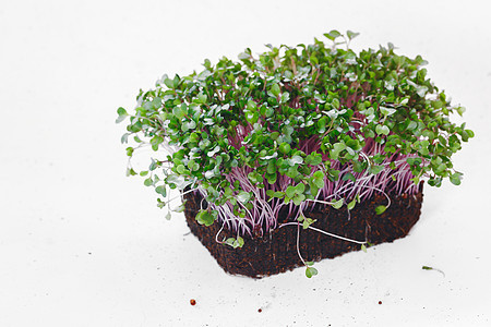 室内花园和室内沙拉 微绿 绿色超食品 家产种子发芽等有机紫甲状腺增生种子图片