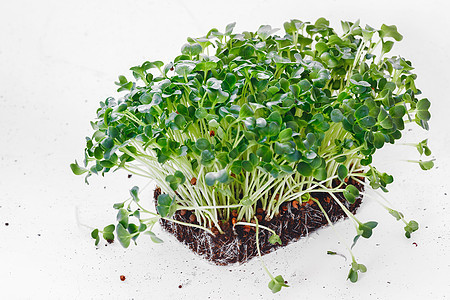 Daikon 萝卜发芽种子 绿色超级食品 种子在家里发芽 香草和蔬菜幼苗图片