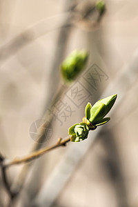 年轻叶子在春天从树上生芽开花环境宏观植物群树叶花园太阳森林生态生长枝条图片