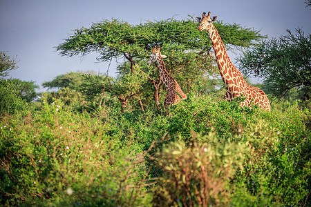 肯尼亚东部国家公园 非洲旅游环境平原动物摄影高度国家大草原野生动物荒野图片