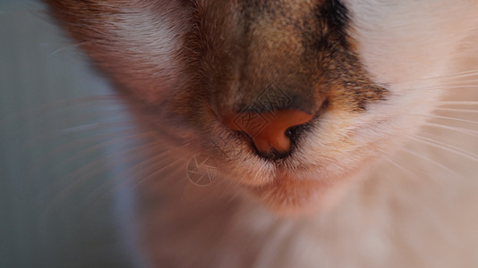 三种猫鼻子的紧闭 宏观照片图片