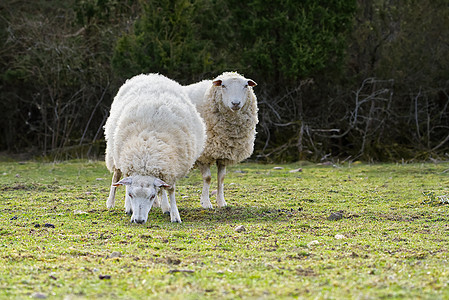 羊群在春田中吃新鲜草地 牧羊群在寻找摄影机 农耕和自由放牧的概念头发家畜场地农场羊毛哺乳动物环境动物农业羊肉图片