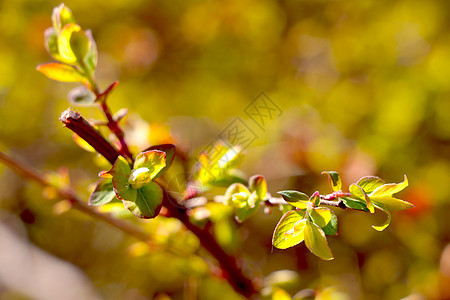 特写苹果树或灌木的青绿枝 在春天开花在花园或公园里植物群植物发芽宏观季节天空农业食物生长树叶图片