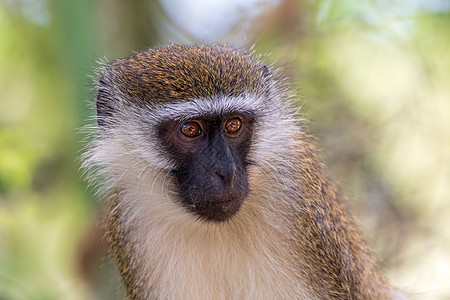埃塞俄比亚查莫湖的活性猴子树干狒狒动物生物尾巴绿藻毛皮公园衬套动物群图片