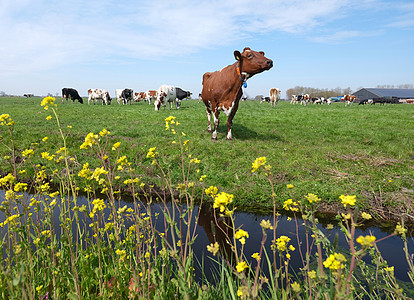 在乌勒支与古达之间的草地上发现奶牛和黄春花哺乳动物季节牧场环境树木农村农场家畜农业农田图片