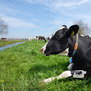 黑白头牛在草地上紧紧闭奶牛乳房草本植物反刍动物农田奶制品配种家畜牛奶土地图片