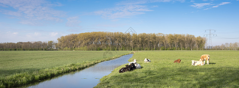 在荷兰奥德沃特附近的绿心地 运河附近草原上的小牛群图片