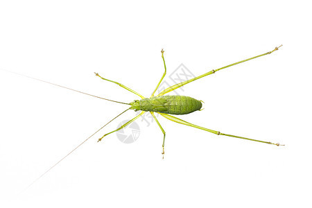 白色背景的绿色灌木板球长角 从顶部看 昆虫 动物图片