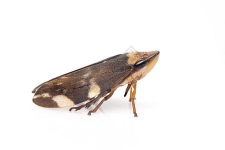 白色背景的棕色叶片图像 昆虫 动物金银花昆虫学摄影野生动物翅膀漏洞生物花园生物学宏观图片