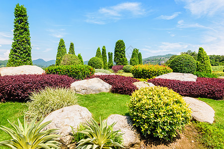 美丽的花园植物生长蓝色植物群叶子公园环境草地灌木树木图片