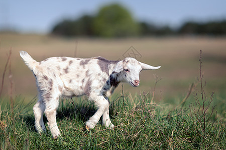 白灰斑山羊农业哺乳动物乡村宠物动物鼻子童年灰色毛皮小山羊图片