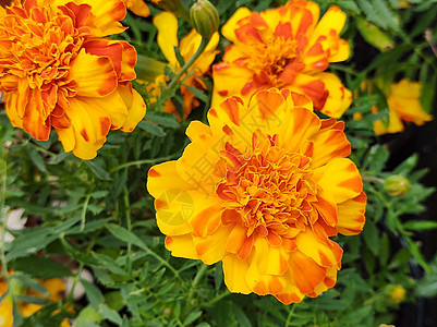 黄橙色标签(Marigold)或黄色康乃馨花的花和叶子图片