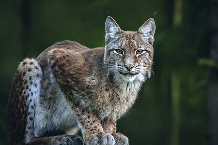 Bialowieza国家公园的Lynx荒野抛光森林动物野生动物山猫动物群世界遗产公园木头图片