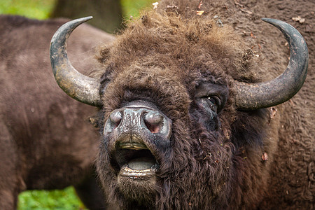 欧洲野牛在比亚洛维扎国家公园公园野生动物木头生态动物智慧环境抛光栖息地森林图片