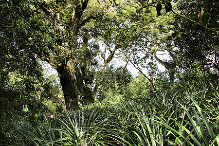 辛特拉的叶子和绿园科学植物长椅太阳异国访问旅行小路文化植物园图片