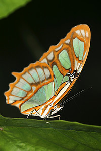 厄瓜多尔亚马逊纳波河流域热带热带蝴蝶旅游保护区生态小动物历史旅行自然保护区行为动物群栖息地图片