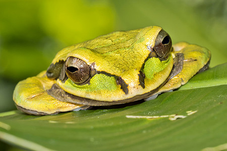 哥斯达黎加科科科瓦多国家公园 新格拉纳达交叉横带树蛙两栖动物栖息地自然保护自然公园青蛙脊椎动物生物生态旅游动物学图片