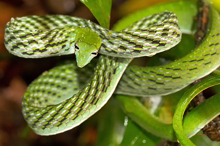 斯里兰卡辛哈拉贾国家公园雨林绿藤蛇Sinharaja栖息地丛林绿藤环境保护生境生物学历史热带动物脊椎动物图片