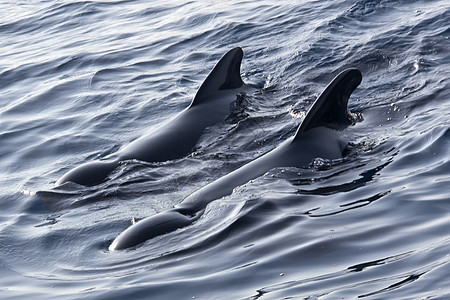 西班牙直布罗陀自然公园两海峡长寿试验鲸鱼 西班牙动物野生动物生态自然公园动物学鲸类海洋海洋生物环境保护图片