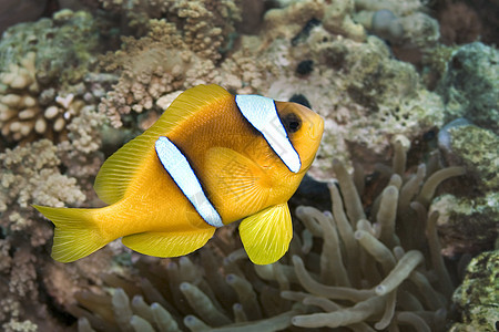 红海鳕鱼 珊瑚礁 红海 埃及海葵海洋生物观察动物息肉潜水环境野生动物动物群动物学图片