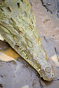 美国鳄鱼 哥斯达黎加博卡塔帕达图片