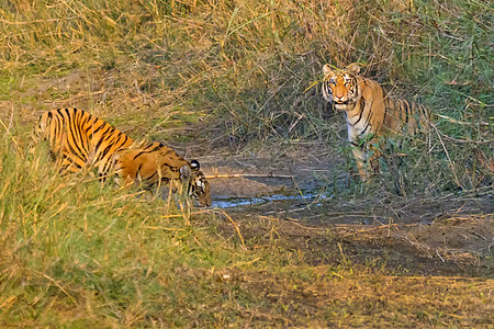 尼泊尔Bardia皇家国家公园孟加拉虎组织动物自然保护区自然保护多样性荒野食肉动物学避难所保护自然公园图片