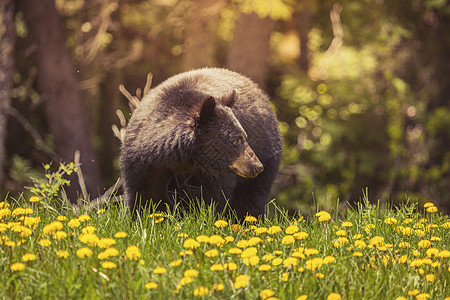 加拿大贾斯珀国家公园熊岛草地旅行黑熊顶峰动物荒野公园棕熊野生动物晴天图片