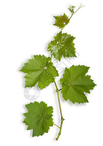 葡萄的叶子生活衬套水平植物小路绿色季节活力草本植物白色图片