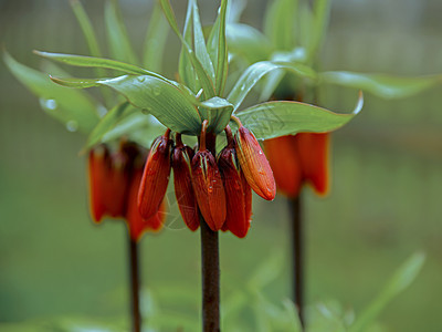 Fritillaria是春花 有红芽和绿叶图片