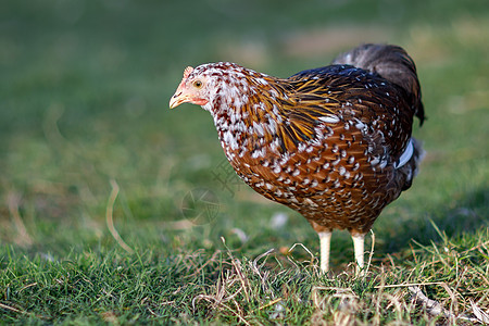 在院子里寻找食物的棕褐色母鸡红色小鸡乡村动物农场公鸡斑点白色家禽农业图片