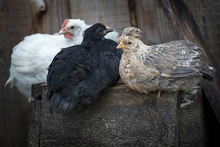 三个不同的鸡被放在木盒子上图片