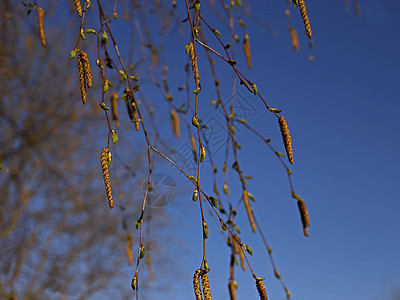 Birch 树枝 青绿色叶子和棕色的烟雾 对抗蓝春空图片