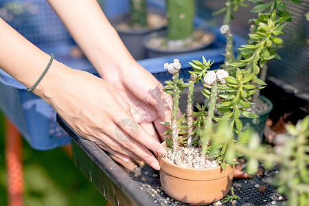 特写女人的手 在温室附近的盆栽中照顾和种植植物群或植物 人们保护世界的可持续活动的概念图片