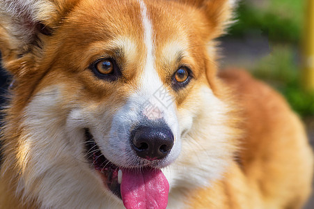 狗散步的肖像 关上门小狗街道朋友乐趣犬类动物友谊皮带哺乳动物公园图片