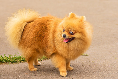 狗散步的肖像 关上门乐趣朋友犬类哺乳动物绿色小狗街道友谊动物公园图片