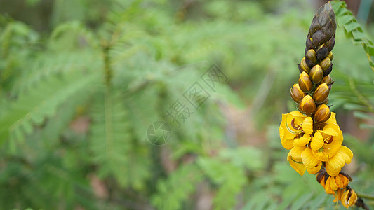 非洲番泻叶开花 美国加利福尼亚州的园艺 天然植物特写背景 春天早晨花园里的黄色花朵 柔和的焦点中新鲜的春天植物群 烛台上多汁的植图片