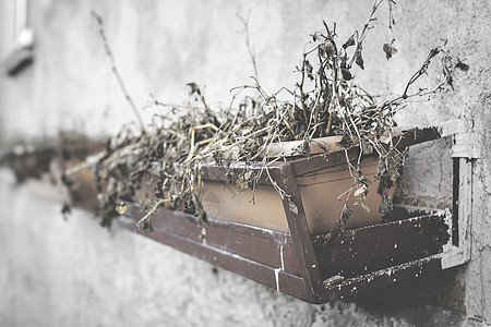 枯死的植物图片