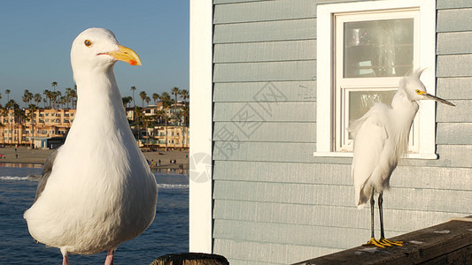 美国加利福尼亚州码头栏杆上的白雪埃格雷特 海洋海滩 海水波浪 沿海海绵鸟账单天空海鸥码头海洋地平线海景海岸羽毛栖息地图片