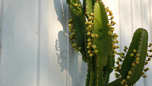 仙人掌多汁植物 美国加利福尼亚州 沙漠植物群 干旱气候天然花卉 植物特写背景 绿色观赏不寻常的室内植物 美国的园艺 生长着芦荟和图片