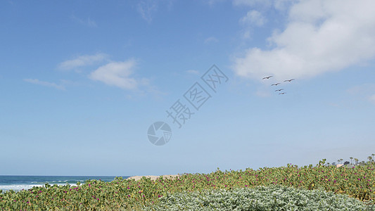 美国加州太平洋海岸 白鸟和海滨飞翔 在空中飘浮着斑马岩浆栖息地沿岸波浪假期海岸线栅栏海滩冲浪支撑海岸图片