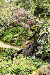 红花花园的石质步骤后院园艺植物学花园植物阳光异国植物群园林叶子图片