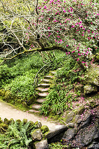 红花花园的石质步骤远足植物森林园林花园环境住宅阳光荒野叶子图片