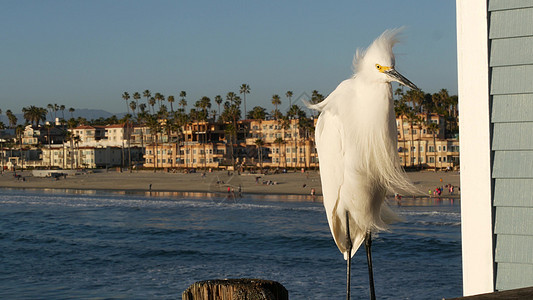 美国加利福尼亚州码头栏杆上的白雪埃格雷特 海洋海滩 海水波浪 沿海海绵鸟海洋码头海滩假期鸟类濒危海岸线天空野生动物动物图片