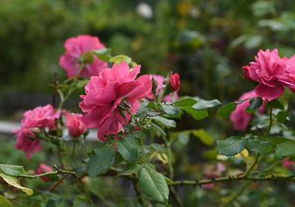 旧花园的玫瑰树丛图片