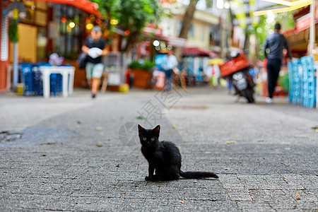 一只孤单的小黑小猫坐在街道中间 在城市街道上流浪的动物们图片