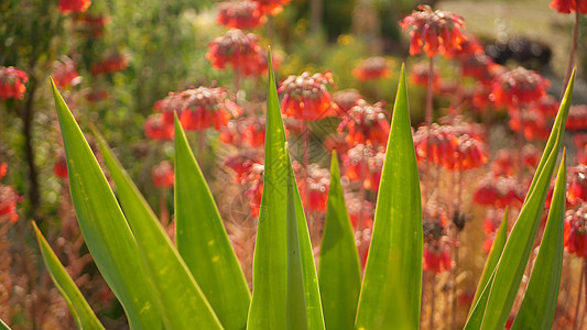 美国加利福尼亚州花园中的幸运铃粉色花 万千春天的母亲绽放 草地浪漫的植物气息 精致的墨西哥长寿花植物开花 珊瑚鲑鱼春天的颜色设计图片