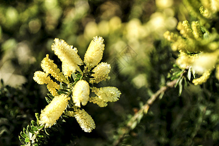 花园中的黄卡西亚交易季节芳香观赏照片疗法黄花植物女人艺术银荆图片