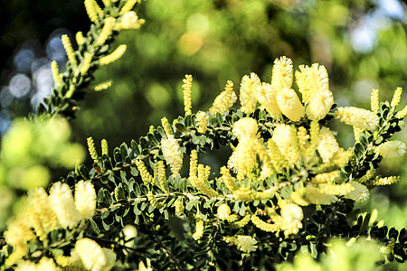 花园中的黄卡西亚交易艺术芳香天空含羞草公园黄色银荆植物季节花朵图片