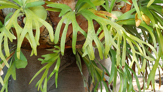 Elkhorn 鹿角蕨绿叶 异国情调的热带亚马逊丛林雨林植物氛围 自然繁茂的枝叶生动的绿色植物 世外桃源唯美 多汁的新鲜植物园林图片