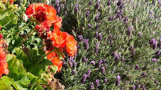 红色天竺葵花盛开 天然植物特写背景 美国加利福尼亚州花盆 墨西哥花园 家庭园艺中盛开的猩红色天竺葵 生动的植物群 充满活力的多汁图片